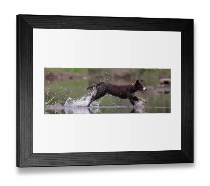 Framed Print : Chocolate border collie running through water, Maryland, USA. March Framed Print : Chocolate border collie running through water, Maryland, USA. March