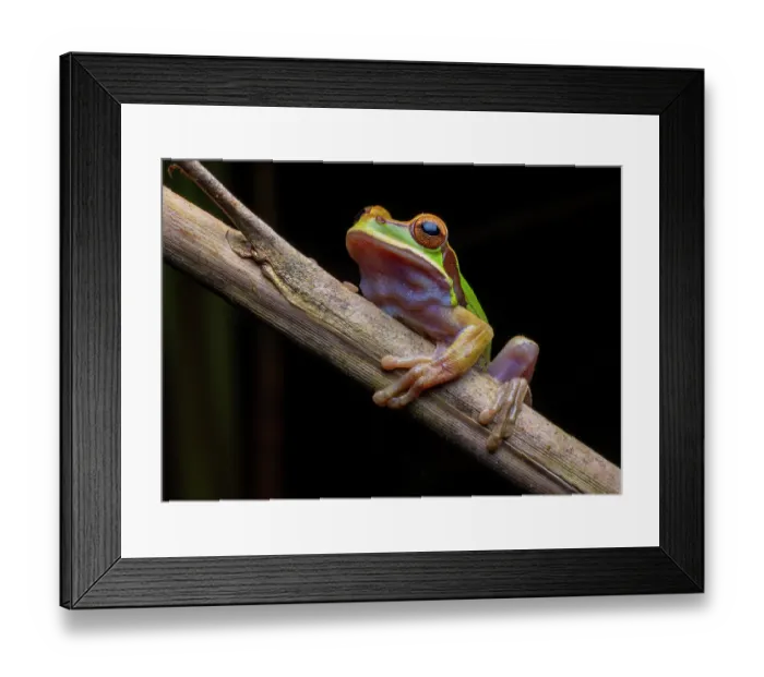 Framed Print : Blue-spotted Mexican tree frog (Smilisca cyanosticta) resting on branch, Finca Sacmoc, Alta Verapaz, Guatemala Framed Print : Blue-spotted Mexican tree frog (Smilisca cyanosticta) resting on branch, Finca Sacmoc, Alta Verapaz, Guatemala