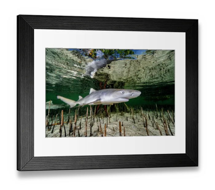 Framed Print : Lemon shark (Negaprion brevirostris) pup in mangrove nursery, Eleuthera, Bahamas, Caribbean Sea