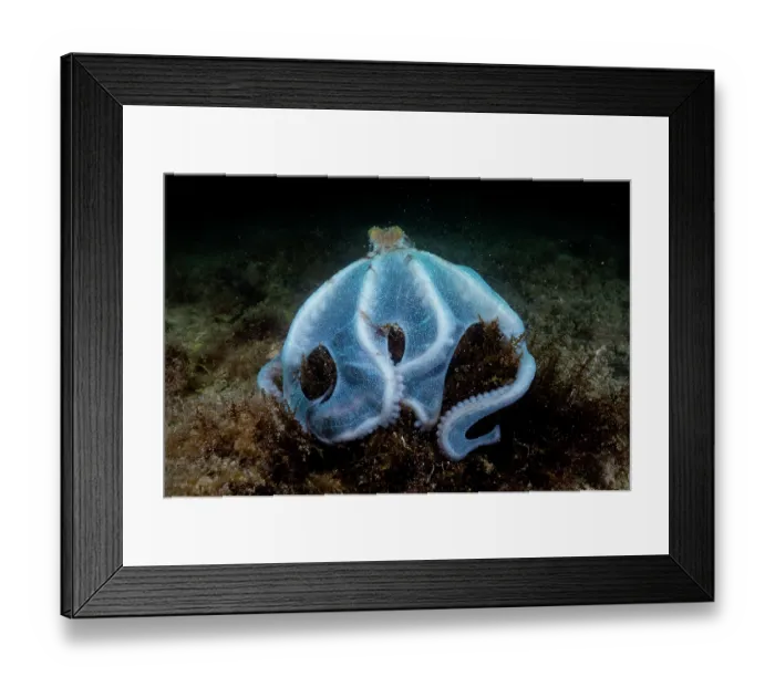 Framed Print : Caribbean reef octopus (Octopus briareus) hunting on seabed at night, Seahorse National Park, Bahamas, Caribbean Sea Framed Print : Caribbean reef octopus (Octopus briareus) hunting on seabed at night, Seahorse National Park, Bahamas, Caribbean Sea