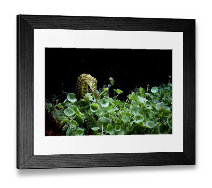 Framed Print : Lined seahorse (Hippocampus erectus) among Mermaid's wine glass (Acetabularia acetabulum) at night, Seahorse National Park, Bahamas, Caribbean Sea Framed Print : Lined seahorse (Hippocampus erectus) among Mermaid's wine glass (Acetabularia acetabulum) at night, Seahorse National Park, Bahamas, Caribbean Sea