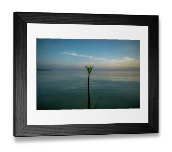 Framed Print : Red mangrove (Rhizophora mangle) shoot growing up from sand flat, Eleuthera, Bahamas, Caribbean Sea Framed Print : Red mangrove (Rhizophora mangle) shoot growing up from sand flat, Eleuthera, Bahamas, Caribbean Sea