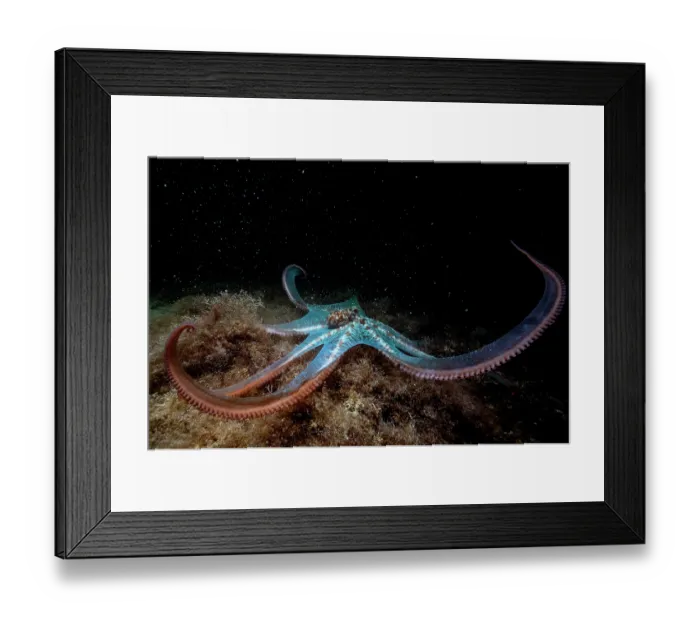 Framed Print : Caribbean reef octopus (Octopus briareus) hunting on seabed at night, Seahorse National Park, Bahamas, Caribbean Sea Framed Print : Caribbean reef octopus (Octopus briareus) hunting on seabed at night, Seahorse National Park, Bahamas, Caribbean Sea
