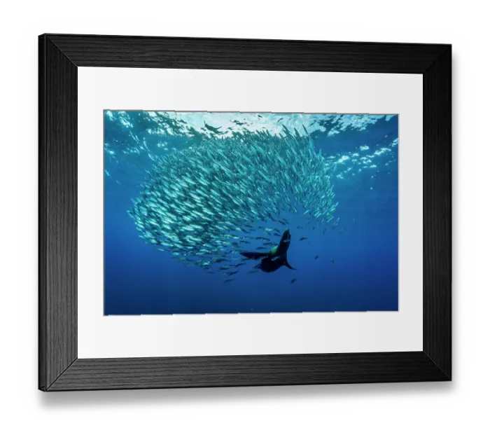 Framed Print : California sea lion (Zalophus californianus) hunting a baitball of Sardines (Sardinops sagax), La Ventana, Sea of Cortez, Baja California, Mexico Framed Print : California sea lion (Zalophus californianus) hunting a baitball of Sardines (Sardinops sagax), La Ventana, Sea of Cortez, Baja California, Mexico