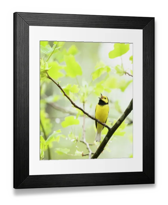 Framed Print : Hooded warbler (Wilsonia citrina) male, perched on branch singing in spring, Ohio, USA. April Framed Print : Hooded warbler (Wilsonia citrina) male, perched on branch singing in spring, Ohio, USA. April