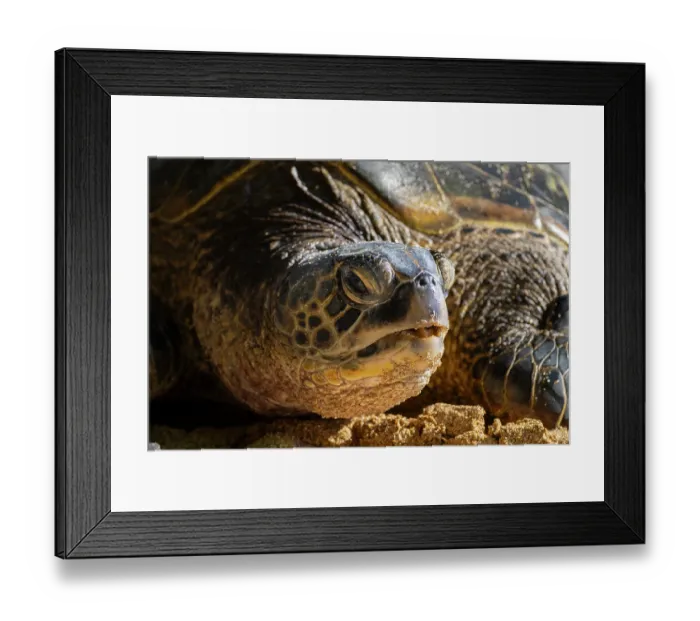 Framed Print : Green turtle (Chelonia mydas) portrait, Maui, Hawaii. Endangered Framed Print : Green turtle (Chelonia mydas) portrait, Maui, Hawaii. Endangered