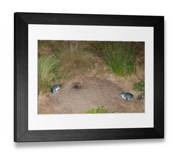 Framed Print : Fairy penguin (Eudyptula minor) with large chick resting close to nesting burrow at night, Neck Game Reserve, Bruny Island, Tasmania, Australia Framed Print : Fairy penguin (Eudyptula minor) with large chick resting close to nesting burrow at night, Neck Game Reserve, Bruny Island, Tasmania, Australia