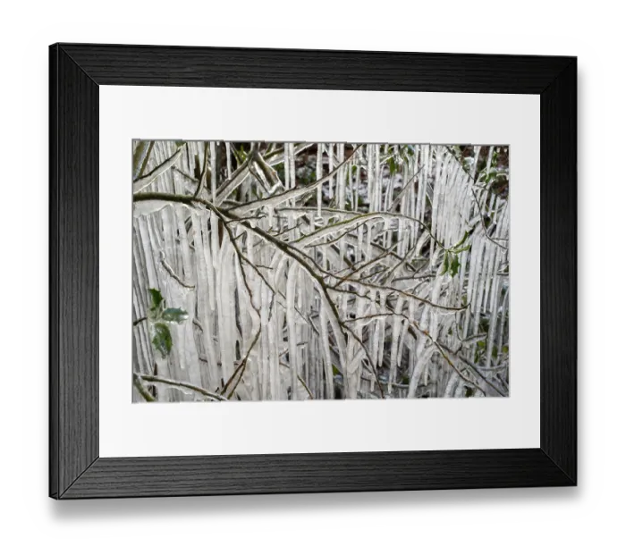 Framed Print : Roadside vegetation coated in ice from road surface water spray during winter storm, Surrey Hills AONB, Holmbury St Mary, Surrey, UK. February Framed Print : Roadside vegetation coated in ice from road surface water spray during winter storm, Surrey Hills AONB, Holmbury St Mary, Surrey, UK. February