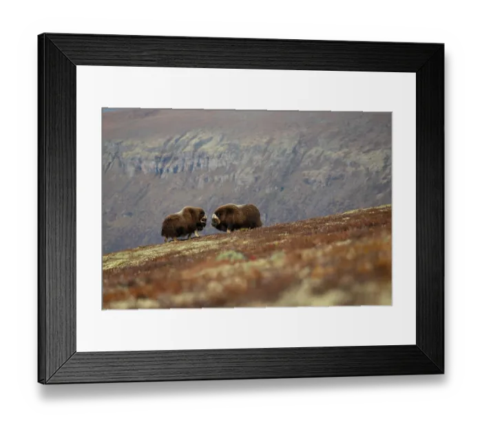 Framed Print : Two Musk ox (Ovibos moschatus) bulls sparring, Dovrefjell-Sunndalsfjella National Park, Norway. September Framed Print : Two Musk ox (Ovibos moschatus) bulls sparring, Dovrefjell-Sunndalsfjella National Park, Norway. September