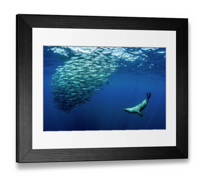 Framed Print : California sea lion (Zalophus californianus) hunting a baitball of Sardines (Sardinops sagax), La Ventana, Sea of Cortez, Baja California, Mexico Framed Print : California sea lion (Zalophus californianus) hunting a baitball of Sardines (Sardinops sagax), La Ventana, Sea of Cortez, Baja California, Mexico
