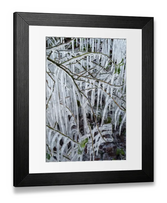 Framed Print : Roadside vegetation coated in ice from road surface water spray during winter storm, Surrey Hills AONB, Holmbury St Mary, Surrey, UK. February Framed Print : Roadside vegetation coated in ice from road surface water spray during winter storm, Surrey Hills AONB, Holmbury St Mary, Surrey, UK. February