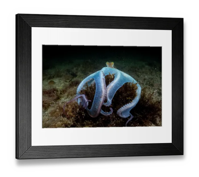 Framed Print : Caribbean reef octopus (Octopus briareus) hunting on seabed at night, Seahorse National Park, Bahamas, Caribbean Sea Framed Print : Caribbean reef octopus (Octopus briareus) hunting on seabed at night, Seahorse National Park, Bahamas, Caribbean Sea