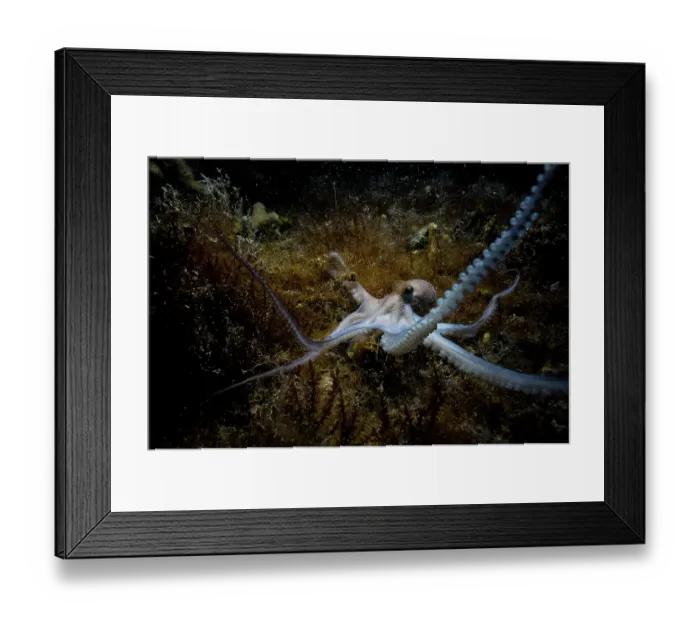 Framed Print : Caribbean reef octopus (Octopus briareus) hunting on seabed at night, Seahorse National Park, Bahamas, Caribbean Sea Framed Print : Caribbean reef octopus (Octopus briareus) hunting on seabed at night, Seahorse National Park, Bahamas, Caribbean Sea