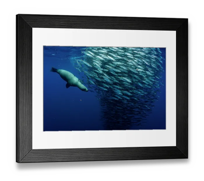 Framed Print : California sea lion (Zalophus californianus) hunting a baitball of Sardines (Sardinops sagax), La Ventana, Sea of Cortez, Baja California, Mexico Framed Print : California sea lion (Zalophus californianus) hunting a baitball of Sardines (Sardinops sagax), La Ventana, Sea of Cortez, Baja California, Mexico