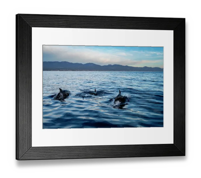 Framed Print : Three Common bottlenose dolphins (Tursiops truncatus) porpoising off the coast of La Ventana, Sea of Cortez, Baja California, Mexico Framed Print : Three Common bottlenose dolphins (Tursiops truncatus) porpoising off the coast of La Ventana, Sea of Cortez, Baja California, Mexico
