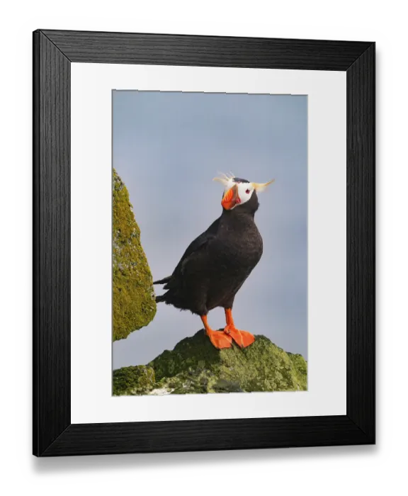 Framed Print : Tufted puffin (Fratercula cirrhata) in breeding plumage, perched on rock, St. Paul, Pribilof Islands, Alaska, USA. July Framed Print : Tufted puffin (Fratercula cirrhata) in breeding plumage, perched on rock, St. Paul, Pribilof Islands, Alaska, USA. July