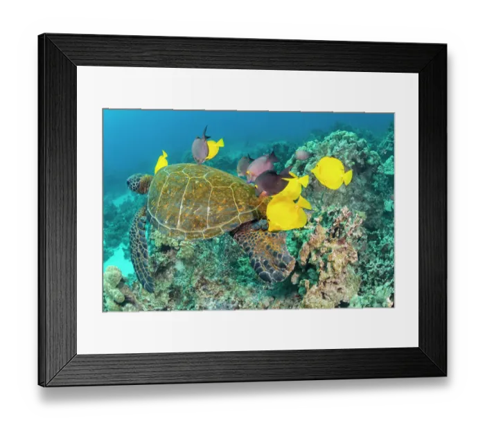 Framed Print : Green turtle (Chelonia mydas) being cleaned of ectoparasites by Yellow tang (Zebrasoma flavescens) and Brown tang (Zebrasoma scopas), Kona Coast, Big Island, Hawaii Framed Print : Green turtle (Chelonia mydas) being cleaned of ectoparasites by Yellow tang (Zebrasoma flavescens) and Brown tang (Zebrasoma scopas), Kona Coast, Big Island, Hawaii