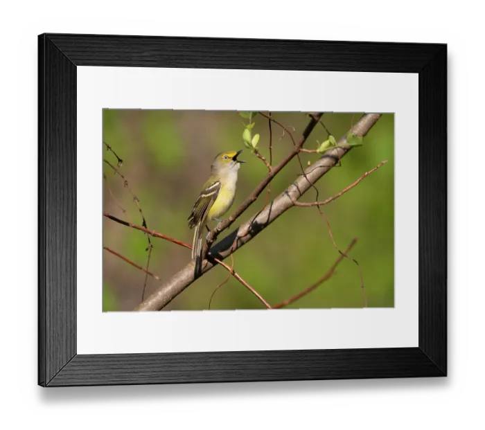 Framed Print : White-eyed vireo (Vireo griseus) male, perched on branch singing in spring, Ohio, USA. April Framed Print : White-eyed vireo (Vireo griseus) male, perched on branch singing in spring, Ohio, USA. April