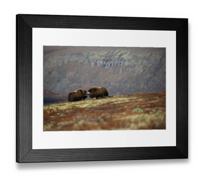 Framed Print : Two Musk ox (Ovibos moschatus) bulls sparring, Dovrefjell-Sunndalsfjella National Park, Norway. September Framed Print : Two Musk ox (Ovibos moschatus) bulls sparring, Dovrefjell-Sunndalsfjella National Park, Norway. September