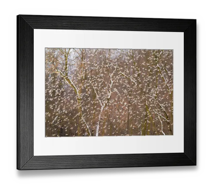 Framed Print : Snow buntings (Plectrophenax nivalis) large flock in flight with American beech (Fagus grandifolia) saplings behind, Vermont, USA. January Framed Print : Snow buntings (Plectrophenax nivalis) large flock in flight with American beech (Fagus grandifolia) saplings behind, Vermont, USA. January