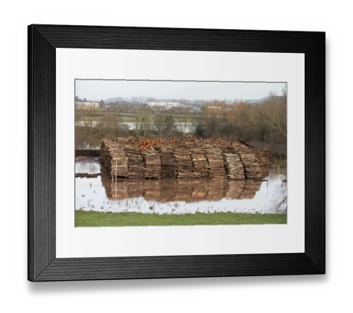 Framed Print : Floodwater surrounding stack of logs being stored in field prior to collection, south of Leominster, River Arrow flood plain, Herefordshire, England, UK. 4th January 2024 Framed Print : Floodwater surrounding stack of logs being stored in field prior to collection, south of Leominster, River Arrow flood plain, Herefordshire, England, UK. 4th January 2024