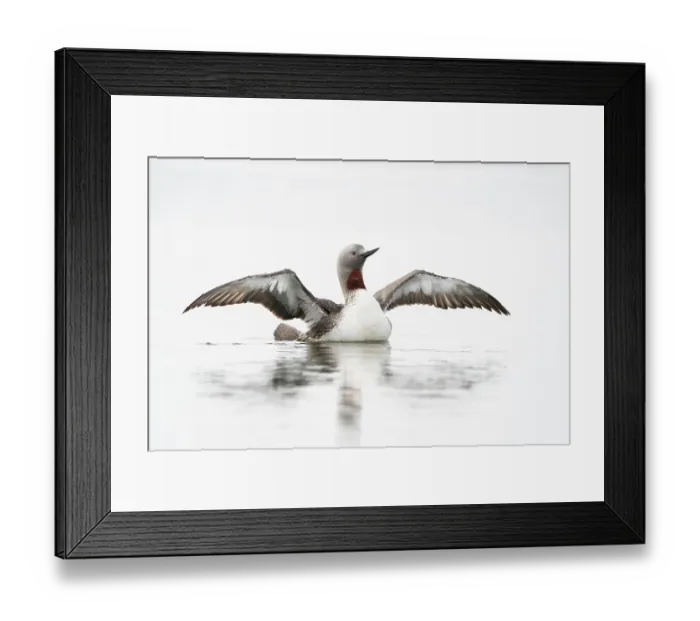 Framed Print : Red-throated loon (Gavia stellata) flapping its wings on water, Anchorage, Alaska, USA. May Framed Print : Red-throated loon (Gavia stellata) flapping its wings on water, Anchorage, Alaska, USA. May
