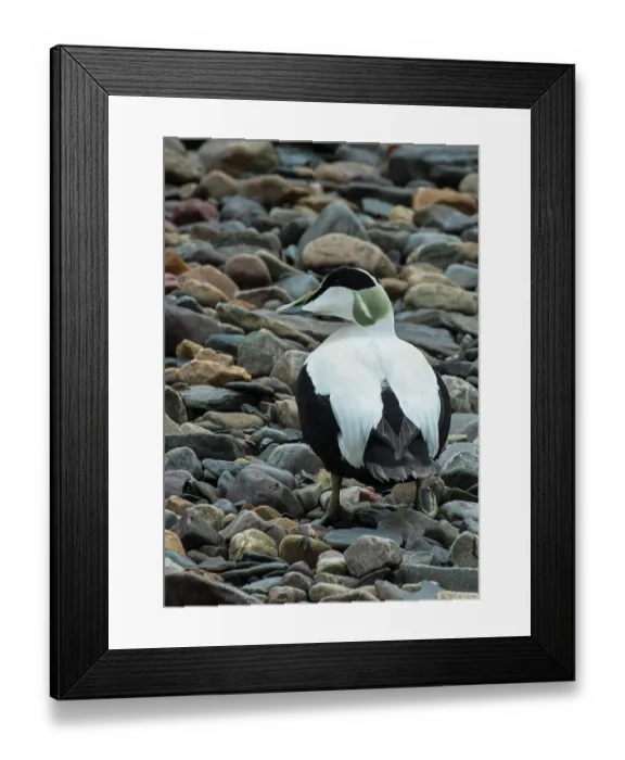 Framed Print : Common eider (Somateria mollissima) drake, resting on pebble beach, Vadso, Varanger fjord, Finnmark, Norway. May