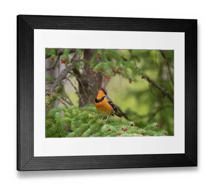 Framed Print : Varied thrush (Ixoreus naevius) male, perched on Spruce (Picea sp.) branch with pink cone buds, singing, Eagle River, Alaska, USA. May Framed Print : Varied thrush (Ixoreus naevius) male, perched on Spruce (Picea sp.) branch with pink cone buds, singing, Eagle River, Alaska, USA. May