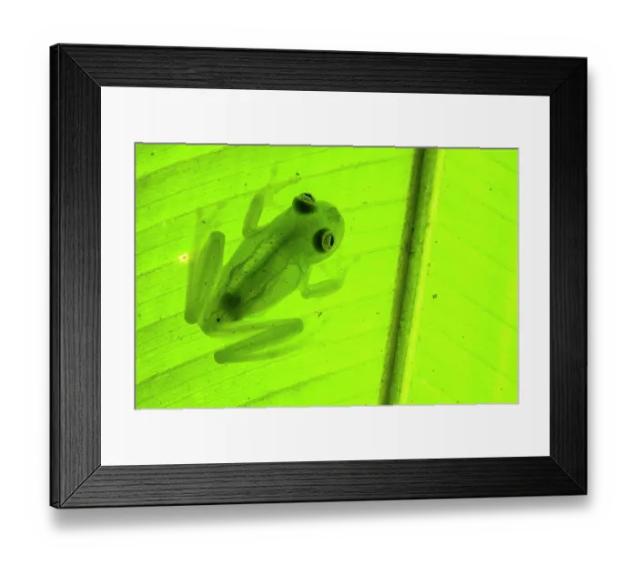 Framed Print : Bare-hearted glass frog (Hyalinobatrachium colymbiphyllum) sitting on underside of leaf, Panama Framed Print : Bare-hearted glass frog (Hyalinobatrachium colymbiphyllum) sitting on underside of leaf, Panama