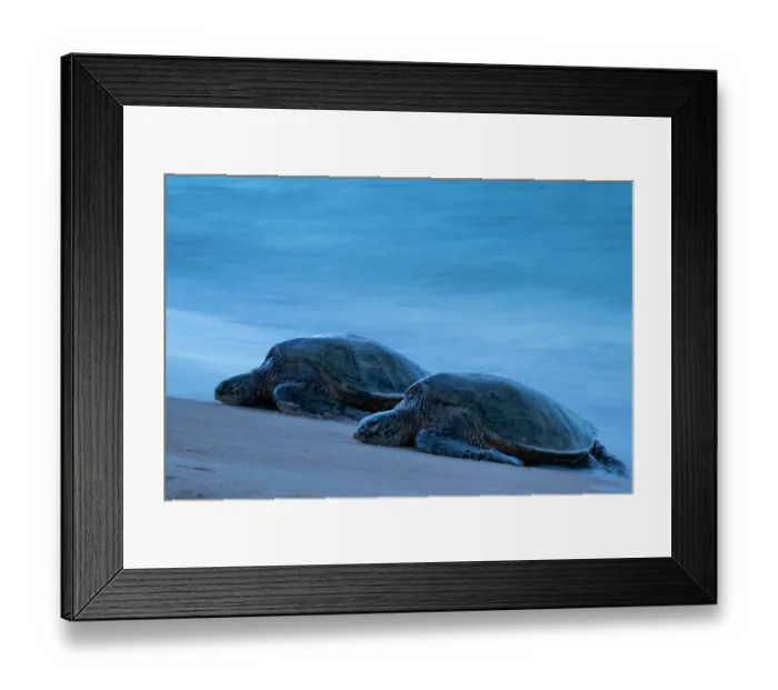 Framed Print : Two Green turtles (Chelonia mydas) resting on the shore, Maui, Hawaii. Endangered Framed Print : Two Green turtles (Chelonia mydas) resting on the shore, Maui, Hawaii. Endangered