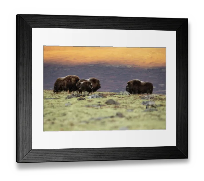 Framed Print : Musk ox (Ovibos moschatus) herd grazing at sunset, Dovrefjell-Sunndalsfjella National Park, Norway. September Framed Print : Musk ox (Ovibos moschatus) herd grazing at sunset, Dovrefjell-Sunndalsfjella National Park, Norway. September