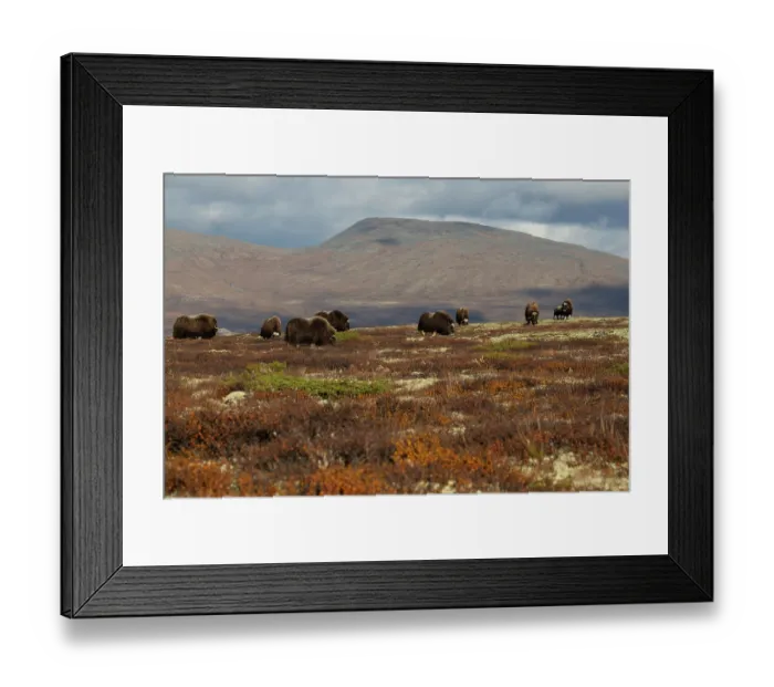 Framed Print : Musk ox (Ovibos moschatus) herd grazing, Dovrefjell-Sunndalsfjella National Park, Norway. September Framed Print : Musk ox (Ovibos moschatus) herd grazing, Dovrefjell-Sunndalsfjella National Park, Norway. September