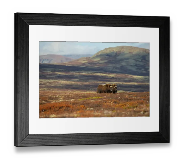 Framed Print : Two Musk ox (Ovibos moschatus) bulls grazing, Dovrefjell-Sunndalsfjella National Park, Norway. September Framed Print : Two Musk ox (Ovibos moschatus) bulls grazing, Dovrefjell-Sunndalsfjella National Park, Norway. September