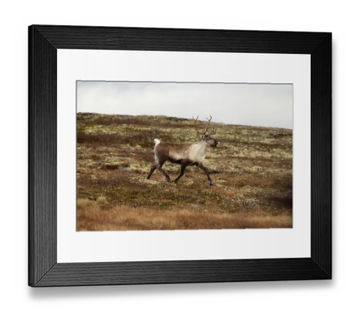 Framed Print : Reindeer (Rangifer tarandus) female running during rut, Forollhogna National Park, Norway. September Framed Print : Reindeer (Rangifer tarandus) female running during rut, Forollhogna National Park, Norway. September