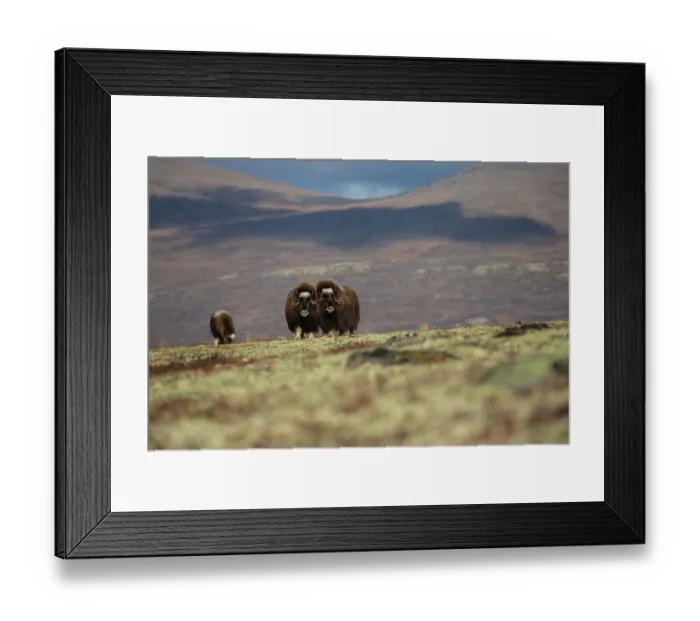 Framed Print : Musk ox (Ovibos moschatus) family grazing, Dovrefjell-Sunndalsfjella National Park, Norway. September Framed Print : Musk ox (Ovibos moschatus) family grazing, Dovrefjell-Sunndalsfjella National Park, Norway. September