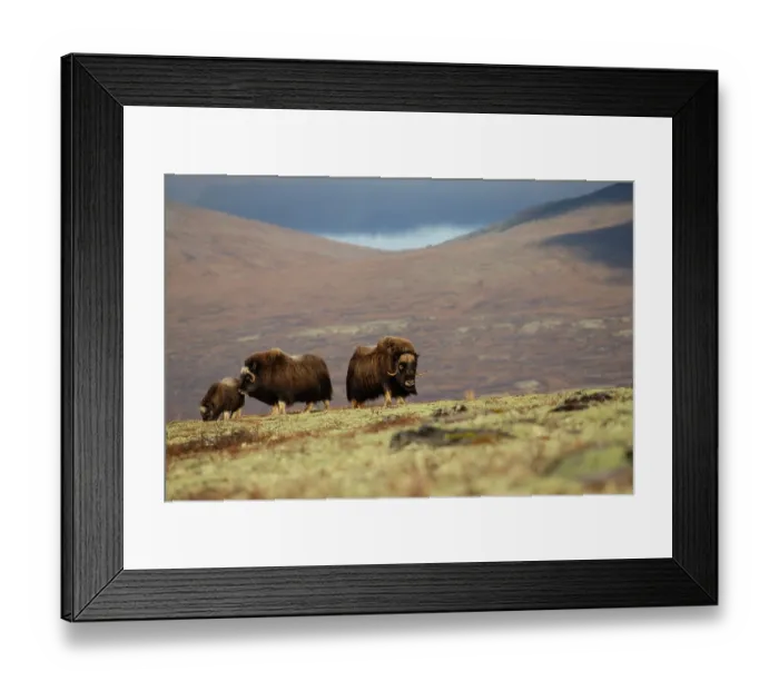 Framed Print : Musk ox (Ovibos moschatus) family herd grazing, Dovrefjell-Sunndalsfjella National Park, Norway. September Framed Print : Musk ox (Ovibos moschatus) family herd grazing, Dovrefjell-Sunndalsfjella National Park, Norway. September