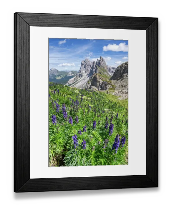 Framed Print : Monkshood (Aconitum napellus) in flower on mountainside with view to Seceda Mountain on the Adolf Munkel Hiking route, Odle / Geisler mountain group, Puez-Odle Nature Park Framed Print : Monkshood (Aconitum napellus) in flower on mountainside with view to Seceda Mountain on the Adolf Munkel Hiking route, Odle / Geisler mountain group, Puez-Odle Nature Park