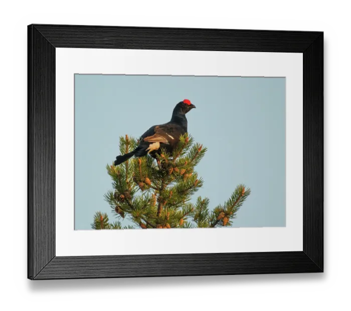 Framed Print : Black grouse (Lyrurus tetrix) male, perched in the top of Scots pine (Pinus sylvestris) tree overlooking the lek, Pokka, Finnish Lapland, Finland. May Framed Print : Black grouse (Lyrurus tetrix) male, perched in the top of Scots pine (Pinus sylvestris) tree overlooking the lek, Pokka, Finnish Lapland, Finland. May