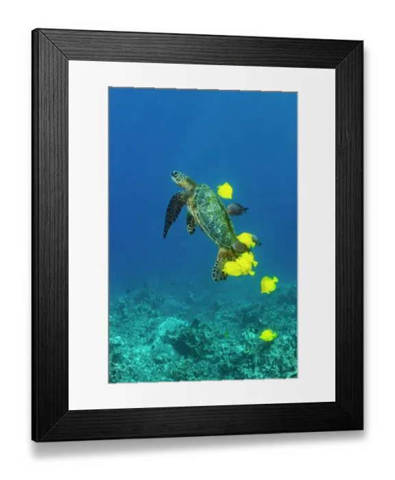 Framed Print : Green turtle (Chelonia mydas) being cleaned of ectoparasites by Yellow tang (Zebrasoma flavescens) and Brown tang (Zebrasoma scopas), Kona Coast, Big Island, Hawaii Framed Print : Green turtle (Chelonia mydas) being cleaned of ectoparasites by Yellow tang (Zebrasoma flavescens) and Brown tang (Zebrasoma scopas), Kona Coast, Big Island, Hawaii