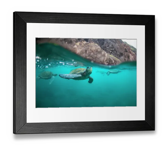 Framed Print : Split level view of Green turtle (Chelonia mydas) coming up to breathe, Galapagos Islands, Pacific Ocean. Endangered