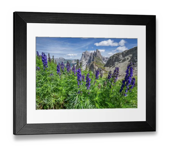 Framed Print : Monkshood (Aconitum napellus) in flower on mountainside with view to Seceda Mountain on the Adolf Munkel Hiking route, Odle / Geisler mountain group, Puez-Odle Nature Park Framed Print : Monkshood (Aconitum napellus) in flower on mountainside with view to Seceda Mountain on the Adolf Munkel Hiking route, Odle / Geisler mountain group, Puez-Odle Nature Park