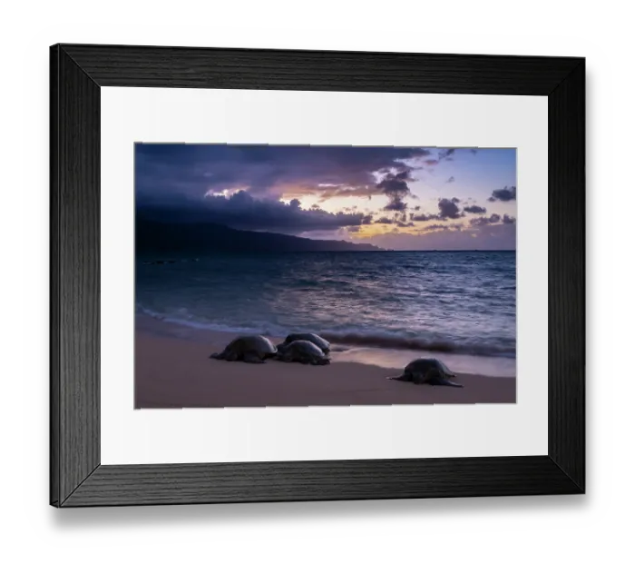 Framed Print : Group of Green turtles (Chelonia mydas) resting on the shore at dusk, Maui, Hawaii. Endangered Framed Print : Group of Green turtles (Chelonia mydas) resting on the shore at dusk, Maui, Hawaii. Endangered