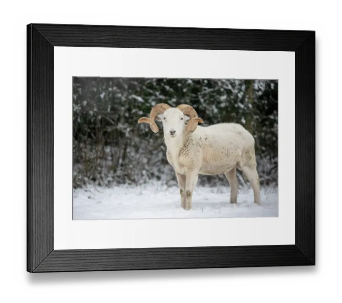 Framed Print : Wiltshire horn (Ovis aries) ram standing in snow, Ludgershall Castle, Wiltshire, UK. March. Rare native breed Framed Print : Wiltshire horn (Ovis aries) ram standing in snow, Ludgershall Castle, Wiltshire, UK. March. Rare native breed
