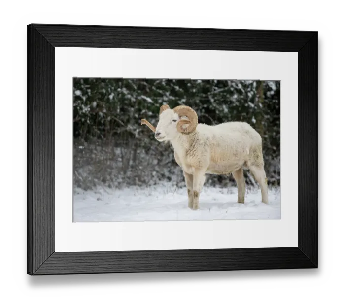 Framed Print : Wiltshire horn (Ovis aries) ram standing in snow, Ludgershall Castle, Wiltshire, UK. March. Rare native breed Framed Print : Wiltshire horn (Ovis aries) ram standing in snow, Ludgershall Castle, Wiltshire, UK. March. Rare native breed