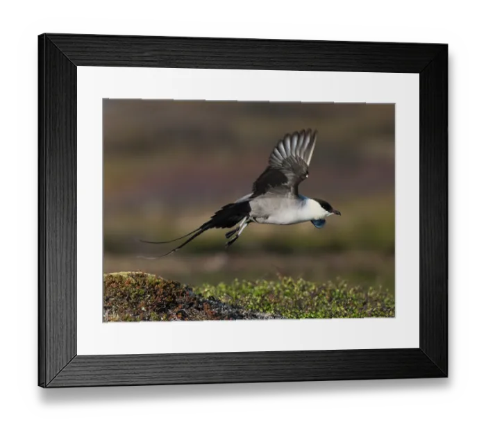 Framed Print : Long-tailed jaeger (Stercorarius longicaudus) taking flight from a mound of tundra vegetation, Varanger plateau, Finnmark, Norway. May Framed Print : Long-tailed jaeger (Stercorarius longicaudus) taking flight from a mound of tundra vegetation, Varanger plateau, Finnmark, Norway. May