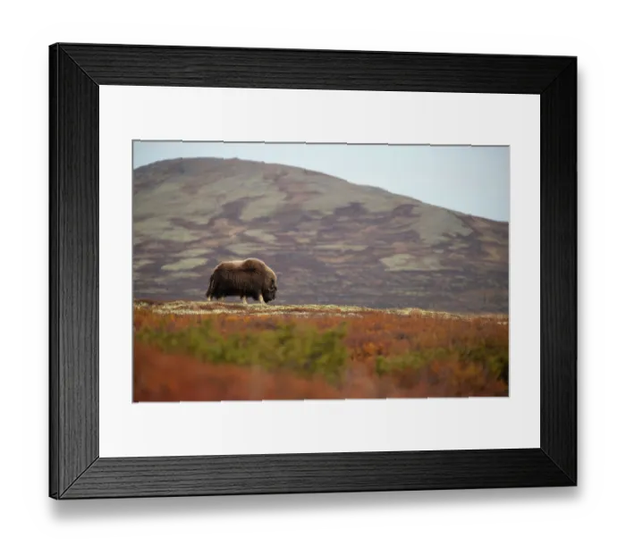 Framed Print : Musk ox (Ovibos moschatus) mature bull grazing, Dovrefjell-Sunndalsfjella National Park, Norway. September Framed Print : Musk ox (Ovibos moschatus) mature bull grazing, Dovrefjell-Sunndalsfjella National Park, Norway. September