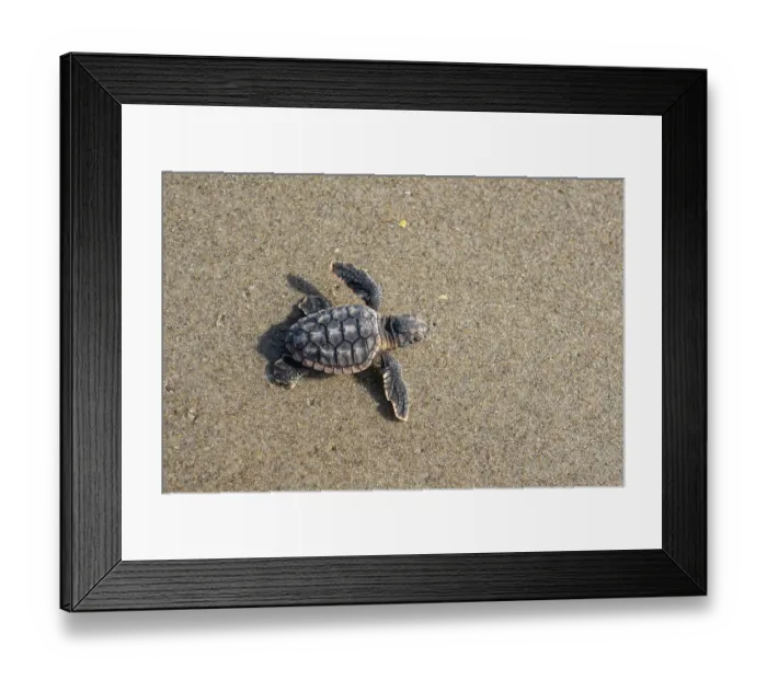 Framed Print : Loggerhead turtle (Caretta caretta) hatchling making its way to the sea, Archie Carr National Wildlife Refuge, Florida, USA. June Framed Print : Loggerhead turtle (Caretta caretta) hatchling making its way to the sea, Archie Carr National Wildlife Refuge, Florida, USA. June