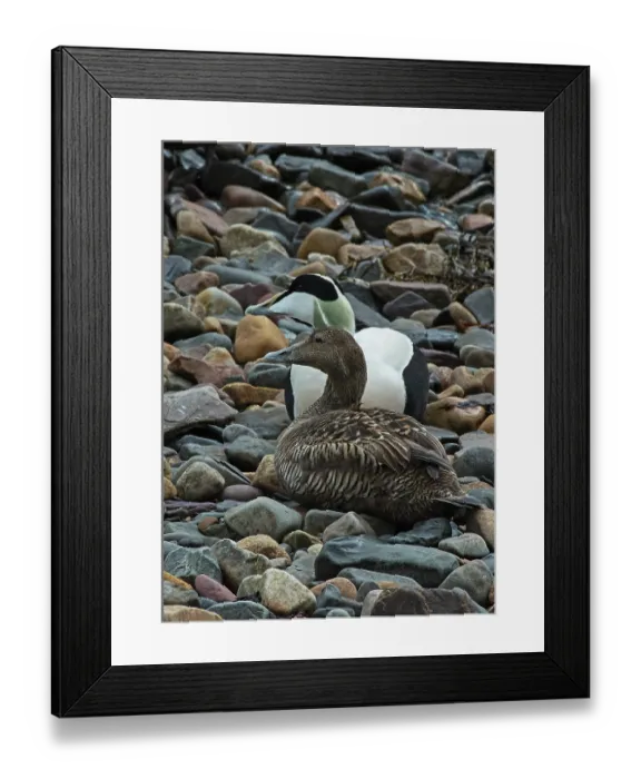 Framed Print : Common eiders (Somateria mollissima) pair resting on shoreline pebbles, Vadso, Varanger fjord, Finnmark, Norway. May Framed Print : Common eiders (Somateria mollissima) pair resting on shoreline pebbles, Vadso, Varanger fjord, Finnmark, Norway. May