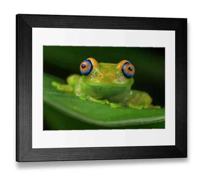 Framed Print : Green bright-eyed frog (Boophis viridis) sitting on leaf, Andasibe-Mantadia National Park, Madagascar Framed Print : Green bright-eyed frog (Boophis viridis) sitting on leaf, Andasibe-Mantadia National Park, Madagascar