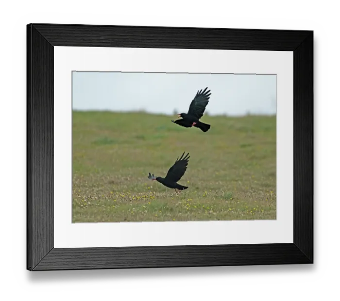 Framed Print : Red-billed choughs (Pyrrhocorax pyrrhocorax) pair in flight, male calling, Bel Mullet, County Mayo, Republic of Ireland. August Framed Print : Red-billed choughs (Pyrrhocorax pyrrhocorax) pair in flight, male calling, Bel Mullet, County Mayo, Republic of Ireland. August